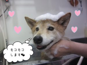 シャンプーミックス