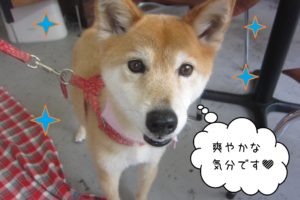 仕上がりミックス