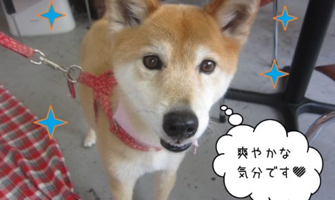 仕上がりミックス