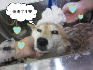 シャンプーしば