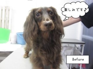 よろしくダックス