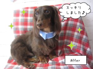 仕上がりダックス