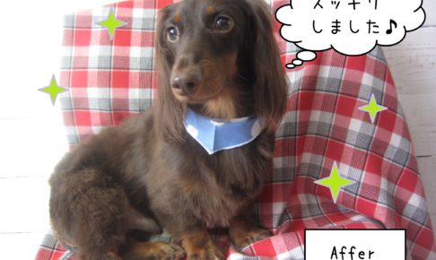 仕上がりダックス