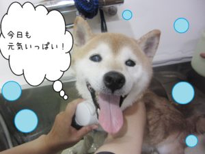 シャンプーしば