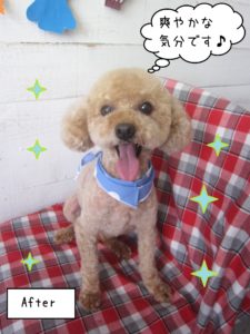 仕上がりトイプー