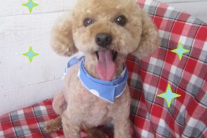 仕上がりトイプー