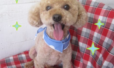 仕上がりトイプー