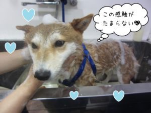 シャンプーしば