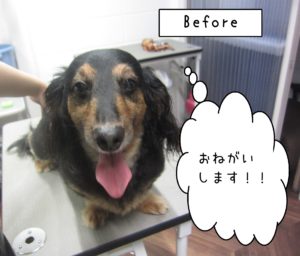 よろしくダックス