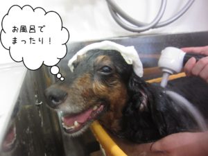 お風呂ダックス