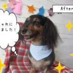 仕上がりダックス