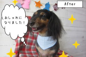 仕上がりダックス