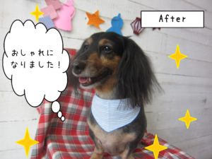 仕上がりダックス