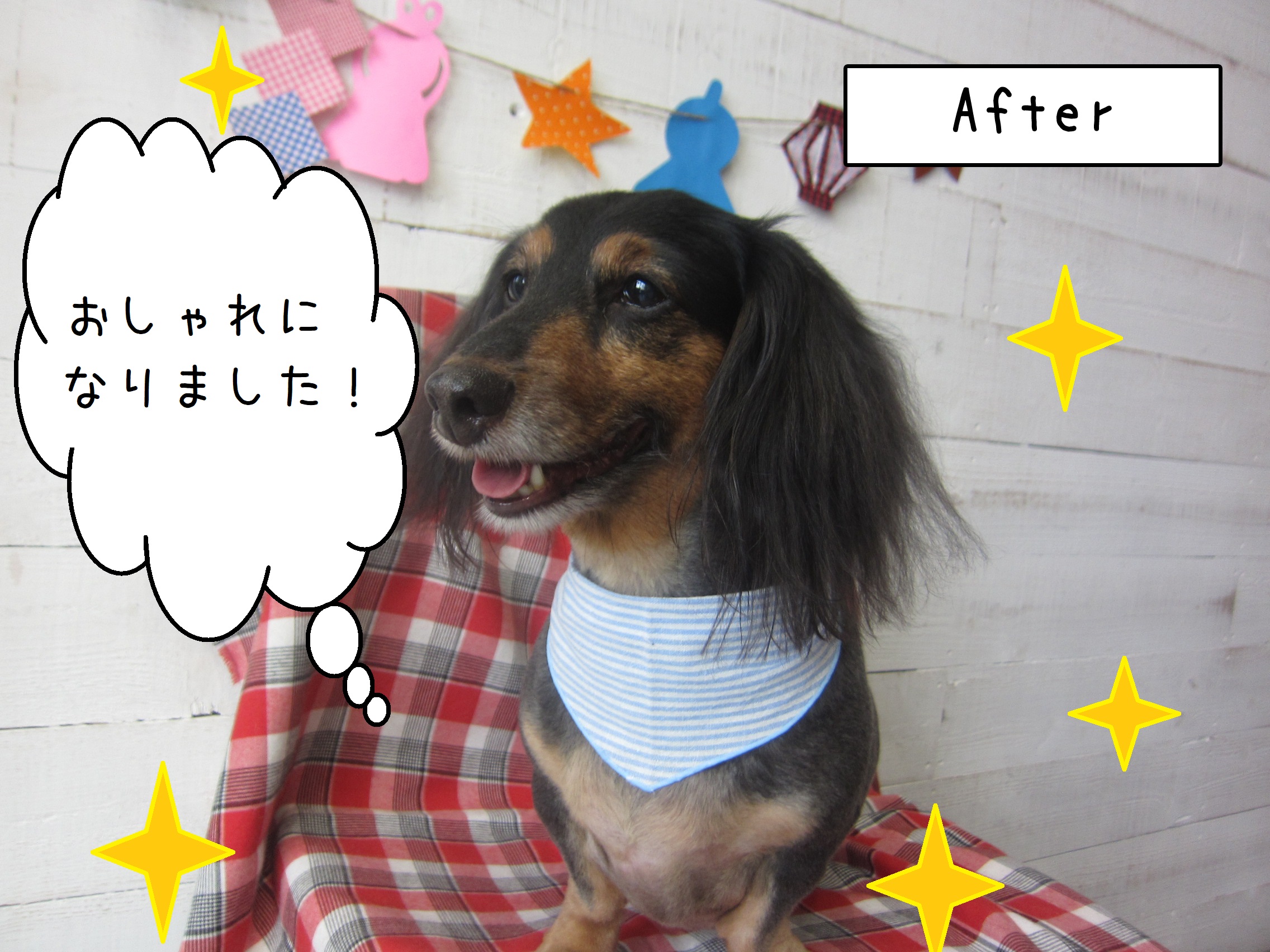 仕上がりダックス