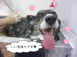 シャンプーWコーギー