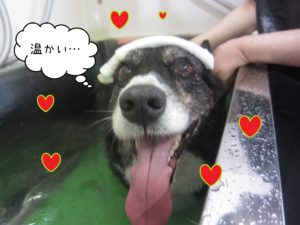 お風呂Wコーギー