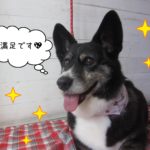 仕上がりWコーギー