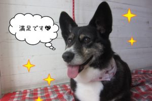 仕上がりWコーギー