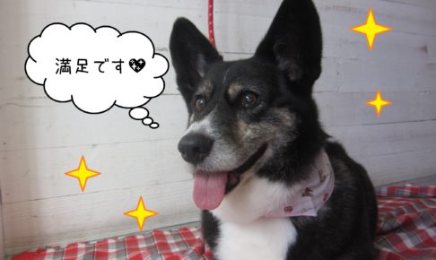 仕上がりWコーギー