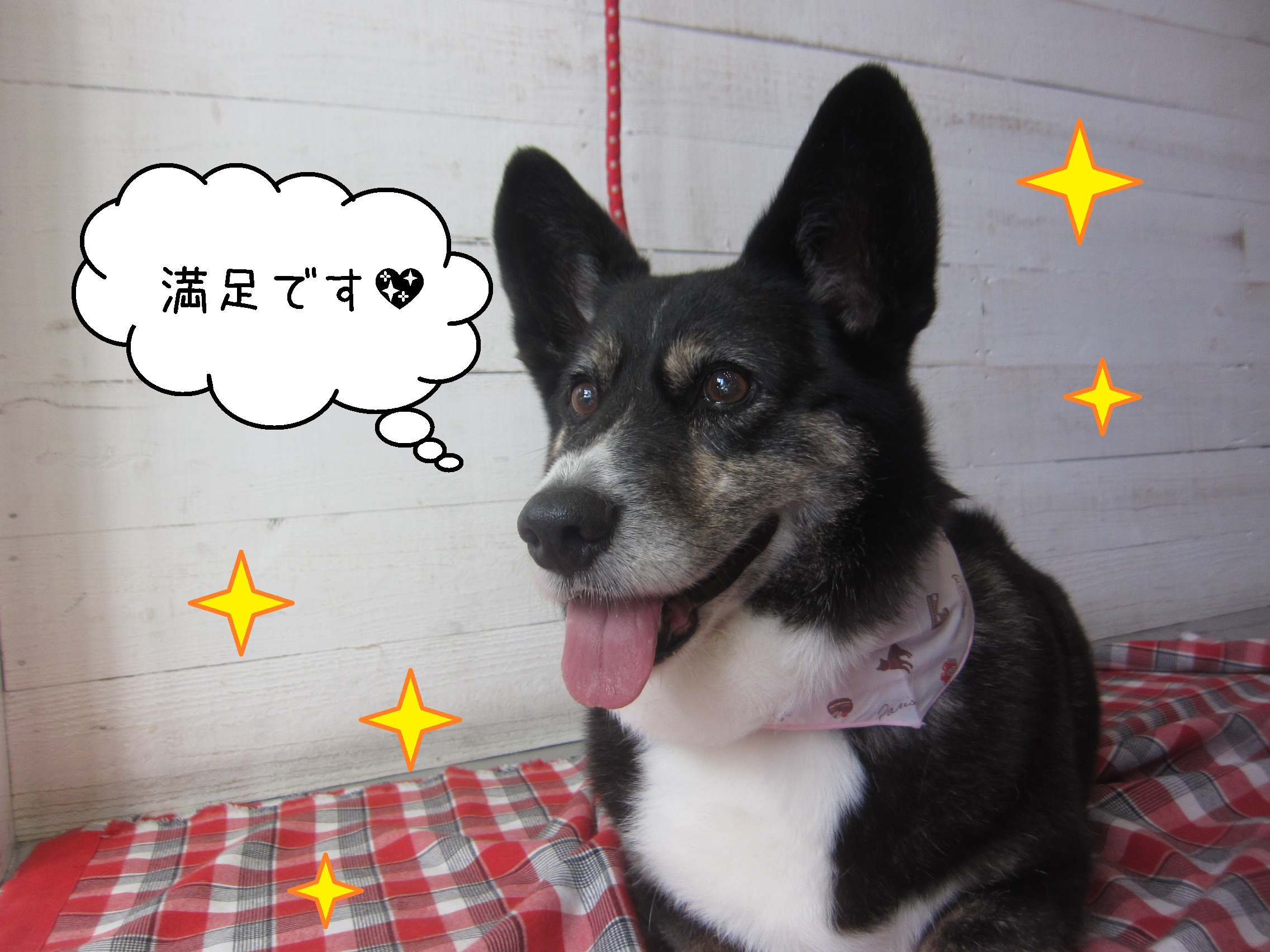 仕上がりWコーギー