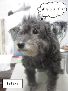 よろしくミックス