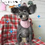 仕上がりミックス