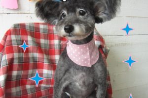 仕上がりミックス