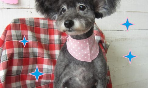 仕上がりミックス