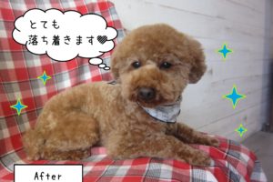 仕上がりトイプー