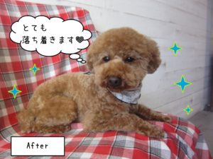 仕上がりトイプー