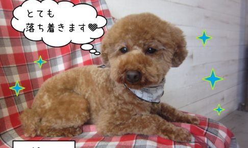 仕上がりトイプー