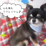 仕上がりチワワ