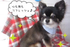 仕上がりチワワ