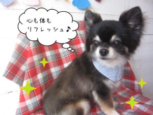 仕上がりチワワ