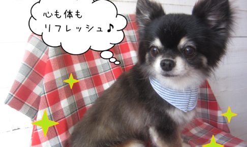 仕上がりチワワ