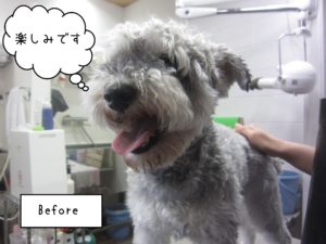 よろしくMシュナ