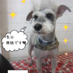 仕上がりMシュナ