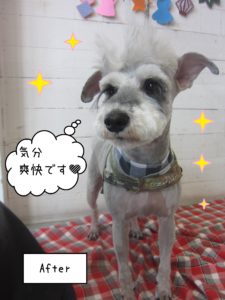 仕上がりMシュナ