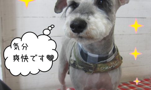 仕上がりMシュナ