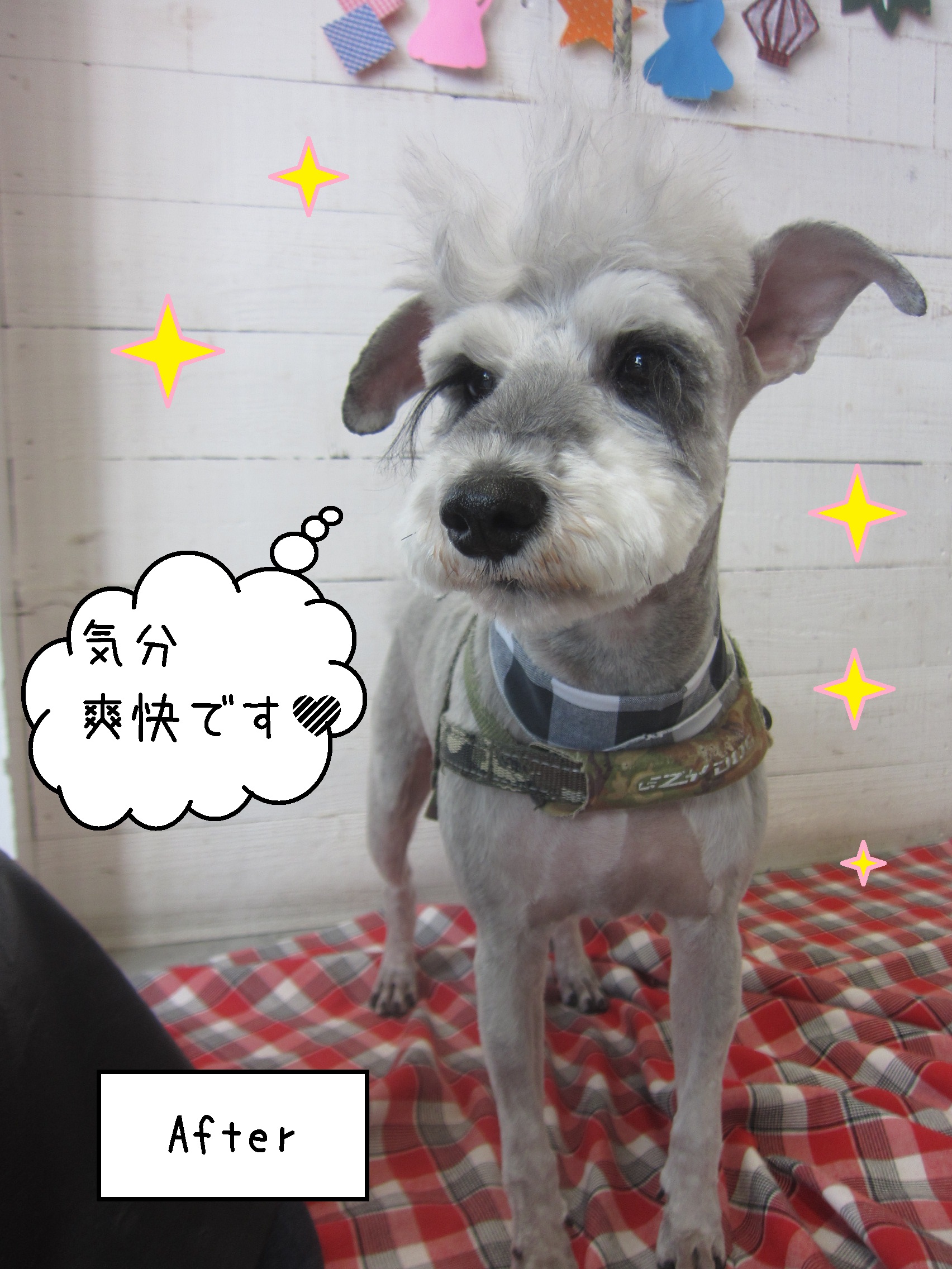 仕上がりMシュナ