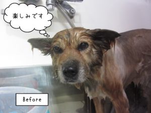 よろしくミックス