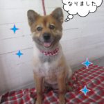 仕上がりミックス