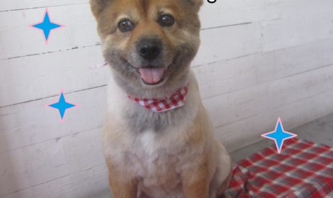 仕上がりミックス