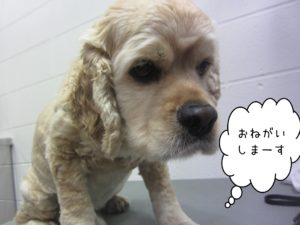 よろしくAコック