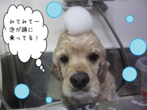 シャンプーAコック