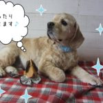 仕上がりAコック