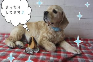 仕上がりAコック