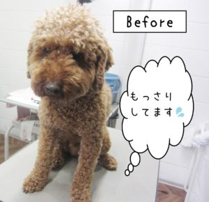 よろしくトイプー