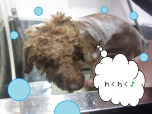 シャンプートイプー