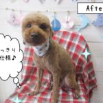 仕上がりトイプー